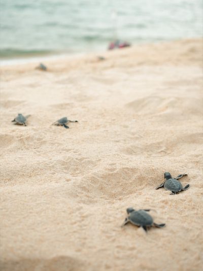 Turtle
